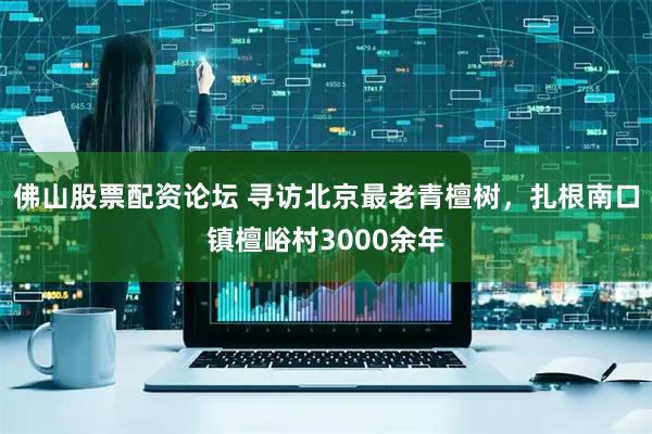 佛山股票配资论坛 寻访北京最老青檀树，扎根南口镇檀峪村3000余年
